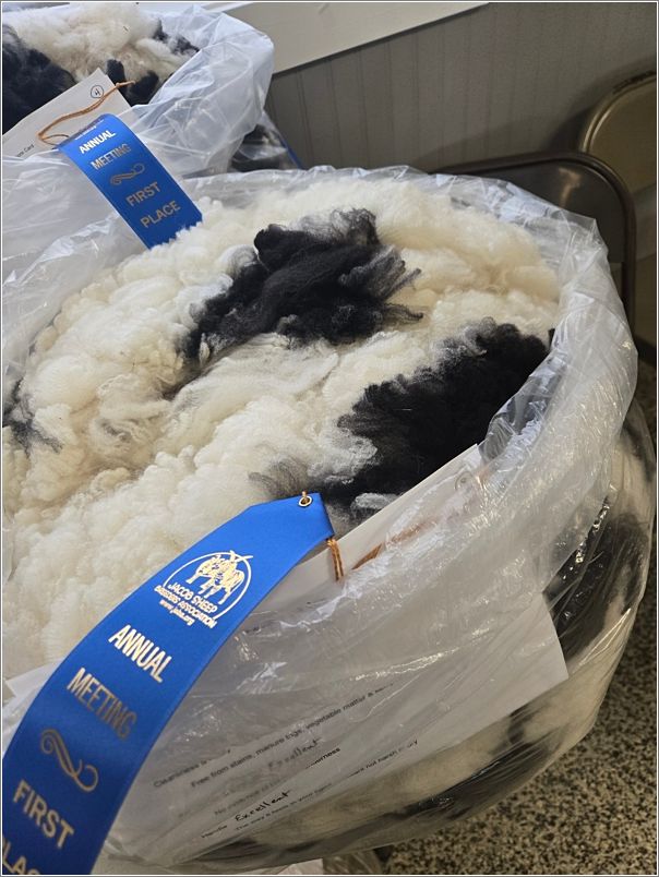  Champion Jacob fleece. Photo: Letty Klein.
